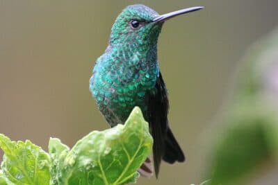 Steely-vented Hummingbird
