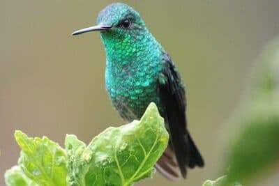 Steely-vented Hummingbird
