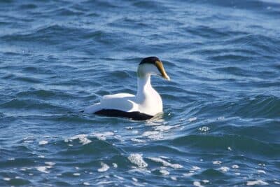 Male Common Eider
