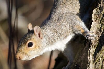 Eastern Gray Squirrel