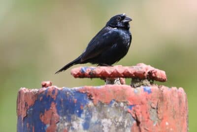 Male Blue-black Grassquit