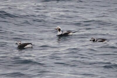 Male & Female Long-tailed Ducks