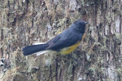 Slate-throated Redstart