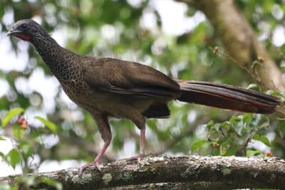 Colombian Chachalaca