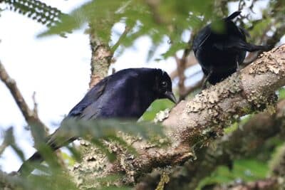 Male White-lined Tanager