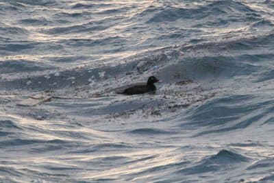 Male Black Scoter