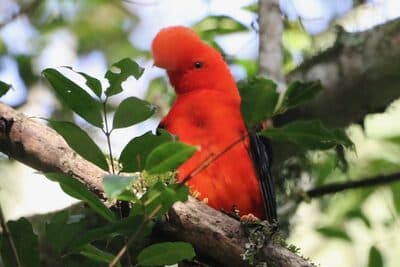Male Andean Cock-of-the-rock