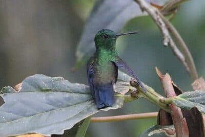 Steely-vented Hummingbird