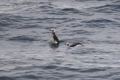 Female Long-tailed Ducks