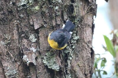 Slate-throated Redstart