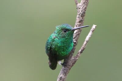 Steely-vented Hummingbird