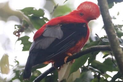 Male Andean Cock-of-the-rock