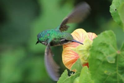 Female Western Emerald