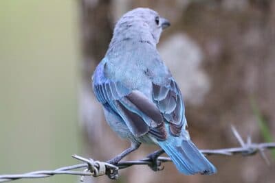 Blue-gray Tanager