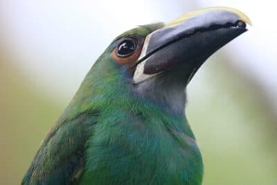 Southern Emerald-Toucanet