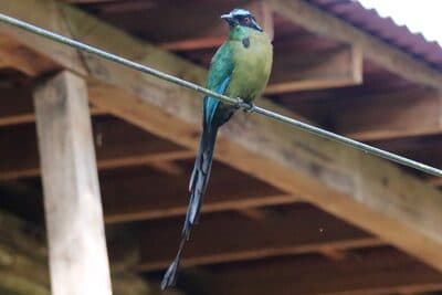 Andean Motmot