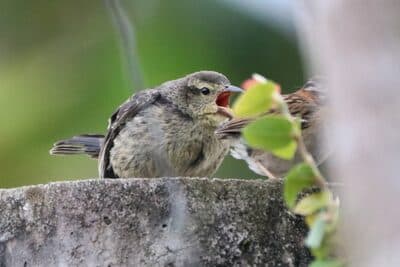 Rufous-collared Sparrow