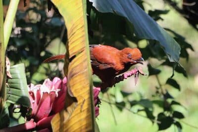 Female Andean Cock-of-the-rock