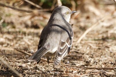 Northern Mockingbird