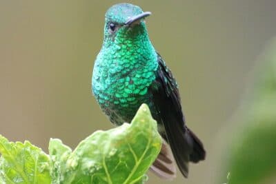 Steely-vented Hummingbird