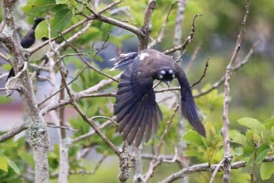 Black-chested Jay