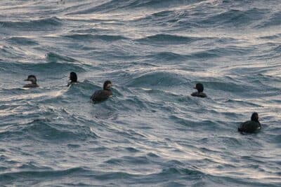 Male & Female Black Scoters