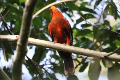 Female Andean Cock-of-the-rock