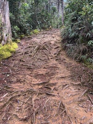 Parque Arvi Aug 3, 2025 - 11 of 34.jpeg