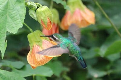 Female Western Emerald