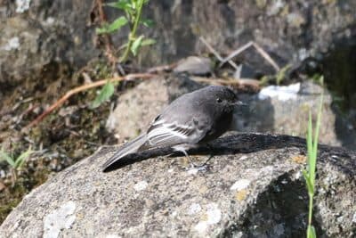 Black Phoebe