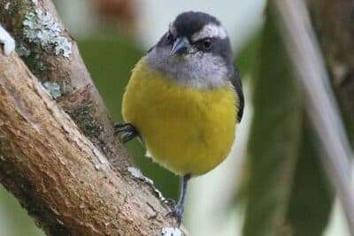 Bananaquit