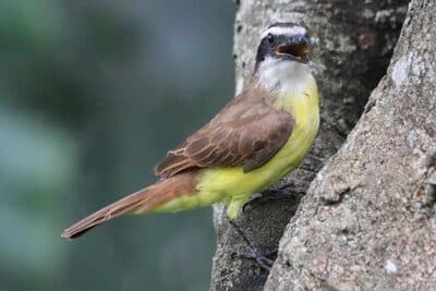 Great Kiskadee