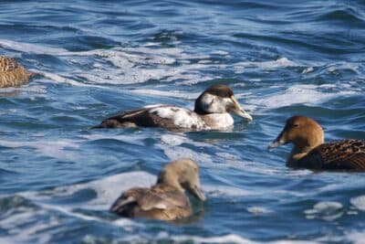 Juvenile Male Common Eider along with Female Adults