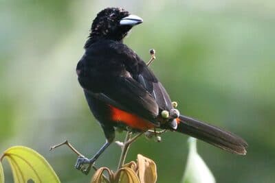 Male Flame-rumped Tanager