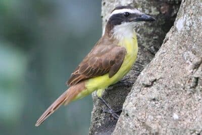 Great Kiskadee