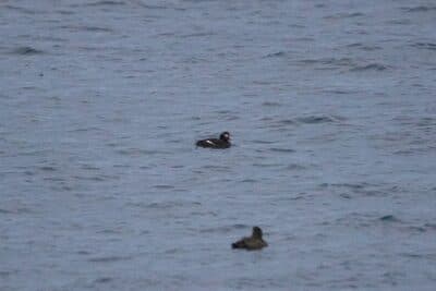 Male White-winged Scoter