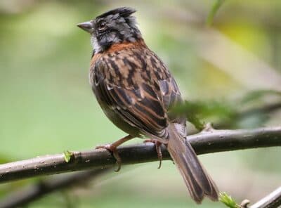 Rufous-collared Sparrow