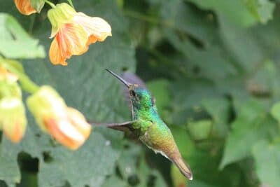 Female Andean Emerald