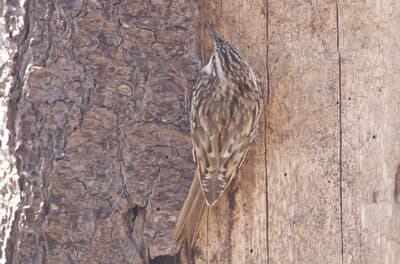 Brown Creeper