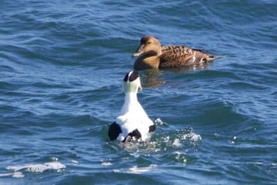 Male & Female Common Eider