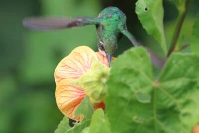 Female Western Emerald