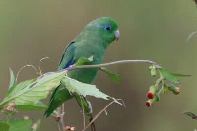 Spectacled Parrotlet