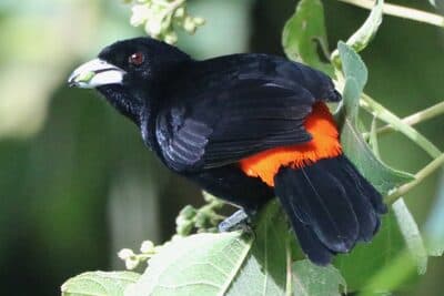 Male Flame-rumped Tanager
