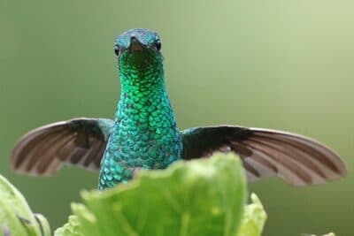 Steely-vented Hummingbird