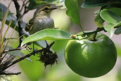 Golden-faced Tyrannulet