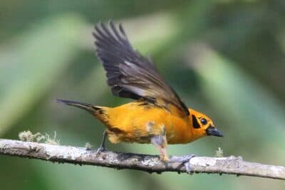 Golden Tanager