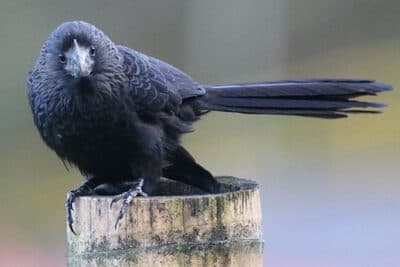 Smooth-billed Ani