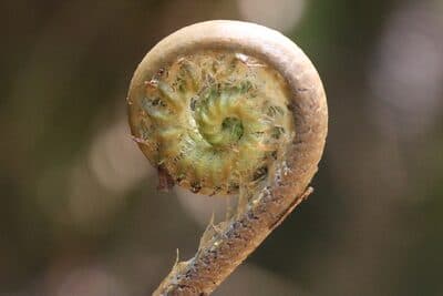 Fiddlehead