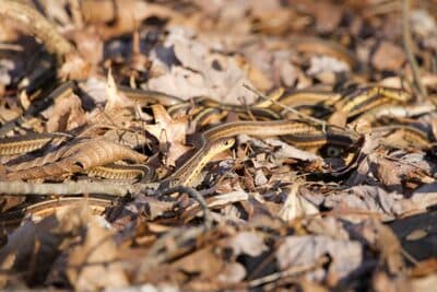 Eastern Garter Snake