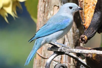 Blue-gray Tanager